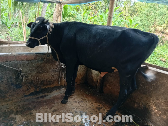 কোরবানির গরু বিক্রি হবে